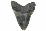 Bargain, Fossil Megalodon Tooth - Giant River Meg #325243-2